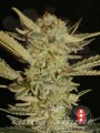 SERIOUS SEEDS - Bubble Gum