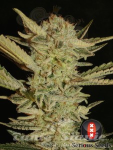 SERIOUS SEEDS - Bubble Gum
