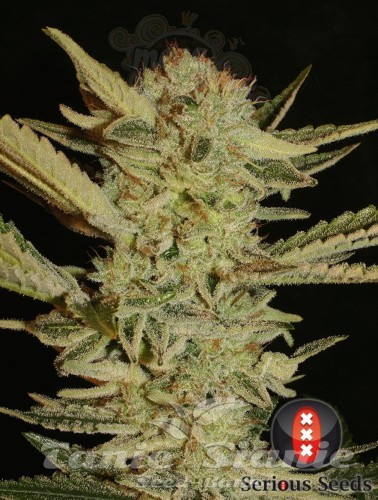 SERIOUS SEEDS - Bubble Gum