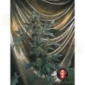 SERIOUS SEEDS - Bubble Gum