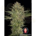 SERIOUS SEEDS - Serious Kush