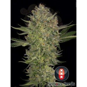 SERIOUS SEEDS - Serious Kush