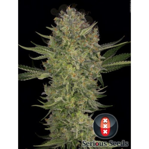 SERIOUS SEEDS - Serious Kush