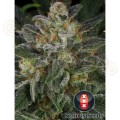 SERIOUS SEEDS - Serious Kush