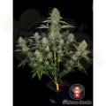 SERIOUS SEEDS - Serious Kush