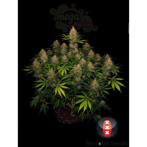 SERIOUS SEEDS - Strawberry AK