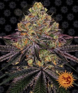 Barney's Farm - Watermelon Zkittlez