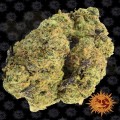Barney's Farm - Watermelon Zkittlez