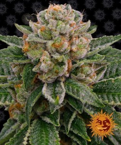 Barney's Farm - Skywalker OG Auto