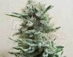 KALASHNIKOV SEEDS - AK Skunk Auto