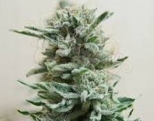 KALASHNIKOV SEEDS - AK Skunk Auto