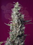 Sweet Seeds - Sweet Cherry Pie