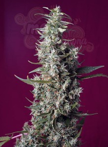 Sweet Seeds - Sweet Cherry Pie