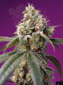 Sweet Seeds - Bruce Banner Auto®