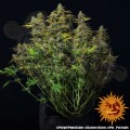 Barney's Farm - Purple Punch Auto