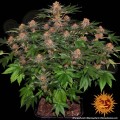 Barney's Farm - Purple Punch Auto