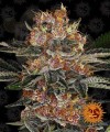 Barney's Farm - Purple Punch Auto