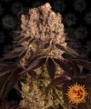 Barney's Farm - Purple Punch