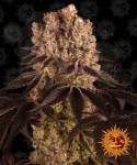 Barney's Farm - Purple Punch