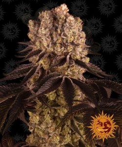 Barney's Farm - Purple Punch