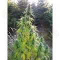 Easy Sativa 100szt