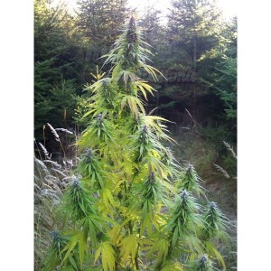 Easy Sativa 100szt