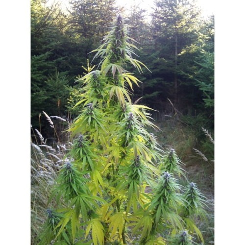 Easy Sativa 100szt