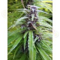 Easy Sativa 100szt