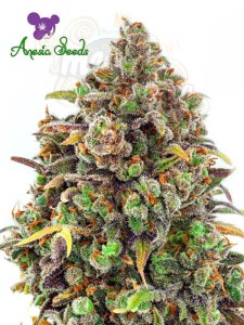 Anesia Seeds - Haze Queen