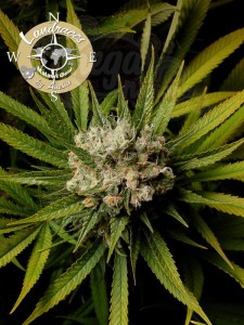 Anesia Seeds - Malawi Gold