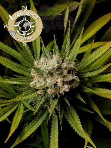 Anesia Seeds - Malawi Gold