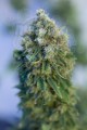 CBD Critical Mass