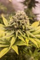 CBD Critical Mass