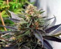Auto Lavender