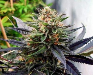 Auto Lavender