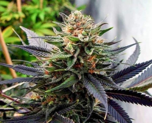 Auto Lavender