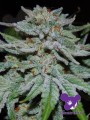 Anesia Seeds - Slurricane