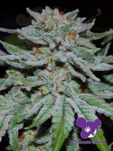 Anesia Seeds - Slurricane