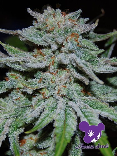 Anesia Seeds - Slurricane