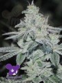 Anesia Seeds - Slurricane