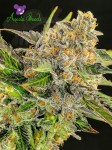 Anesia Seeds - Strawberry Kush 