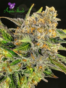 Anesia Seeds - Strawberry Kush 