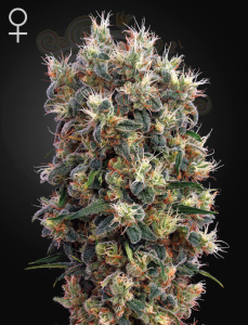 -50% GREEN HOUSE SEEDS - The Church 10