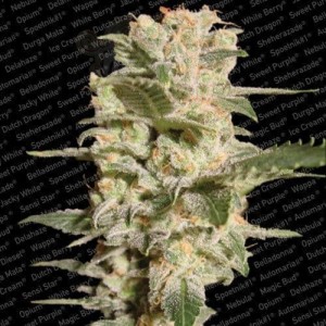 PARADISE SEEDS - Belladonna