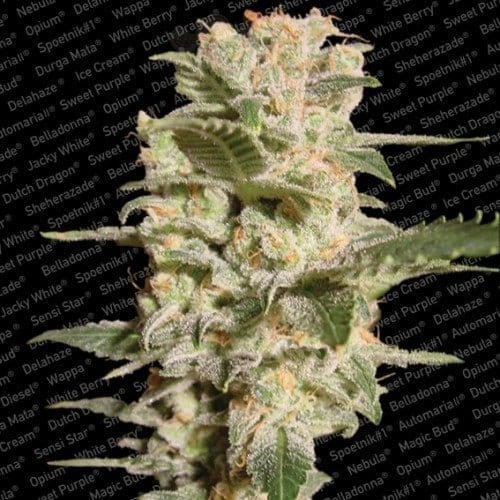 PARADISE SEEDS - Belladonna