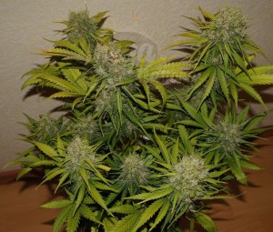 60 Day Grapefruit Auto 