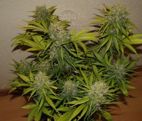 60 Day Grapefruit Auto 