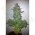 60 Day Grapefruit Auto 