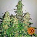 Barney's Farm - Critical Kush