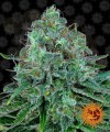 Barney's Farm - Critical Kush